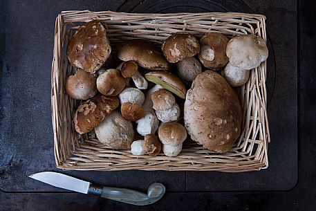 Boletus