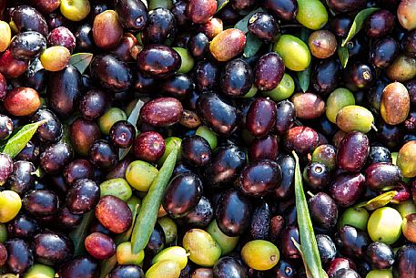 Olive Harvest